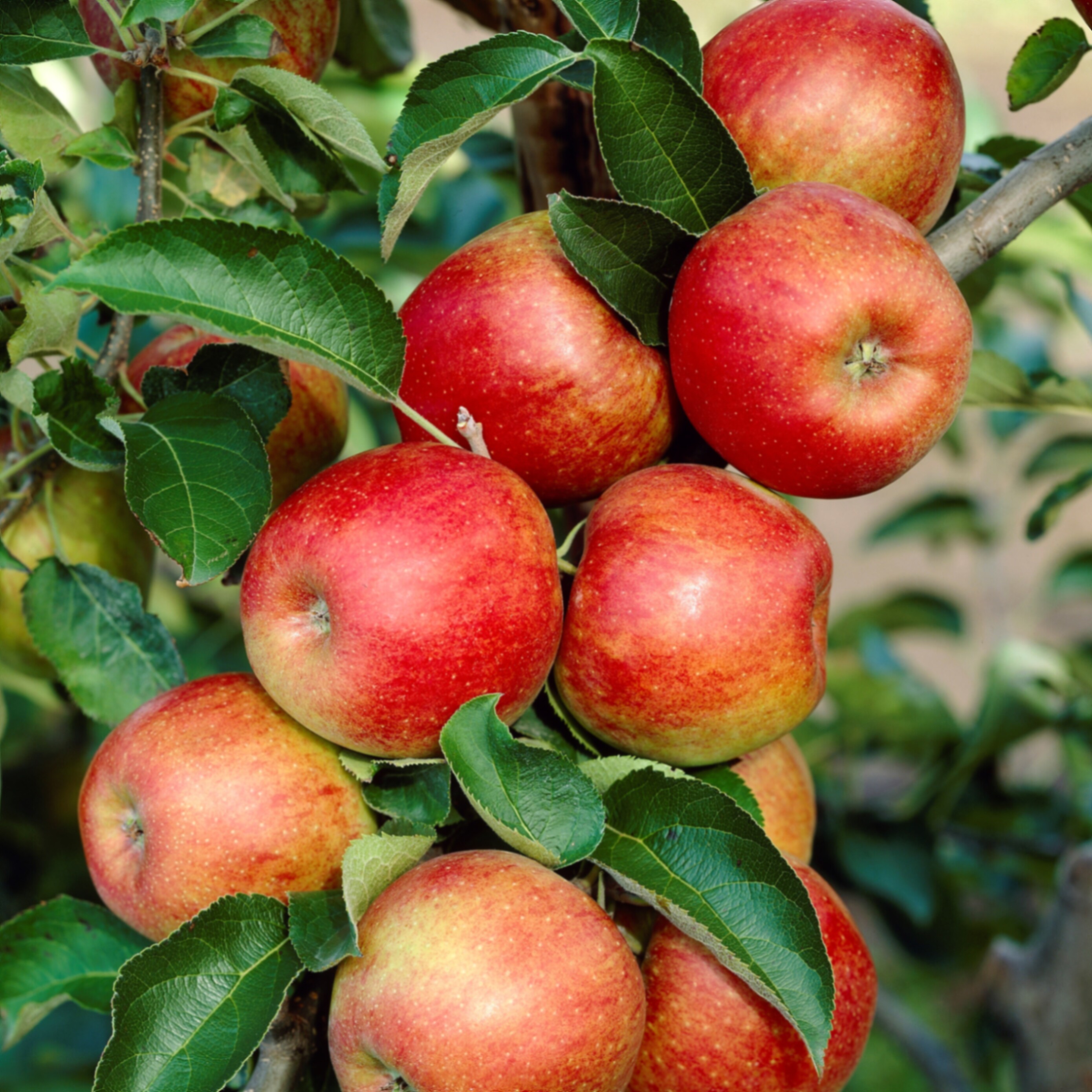 Яблоня домашняя Лобо